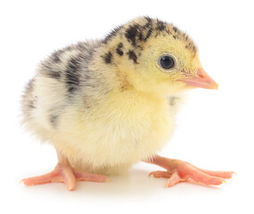 Turkey poult isolated on white background close-up