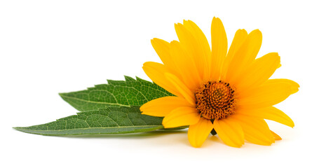 Yellow daisy flower with green leaves isolated on white background