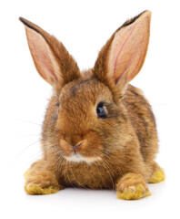 Brown rabbit isolated on white close-up