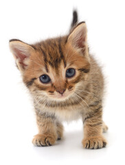 Cute kitten isolated on white background