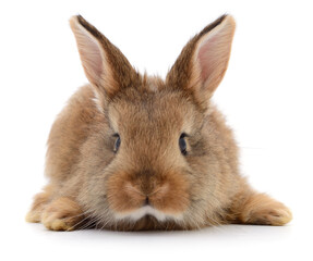 Brown rabbit isolated on white close-up