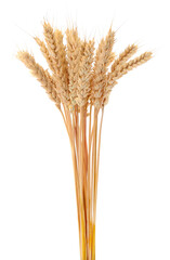Dry wheat ears isolated on white background