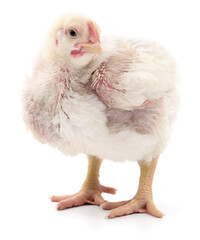 Broiler chicken isolated on white background close-up