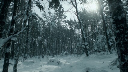 Fototapeta premium Bright Sunlight Through Snow-Covered Winter Forest Landscape
