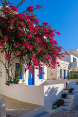 Whitewashed house with a large blossoming bougainvillea tree