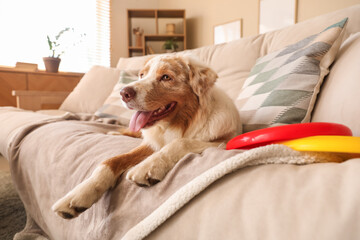 Cute Australian Shepherd dog with frisbee lying on sofa at home