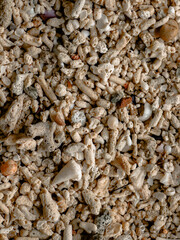 coral shells on the beach