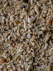coral shells on the beach