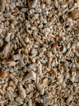 coral shells on the beach