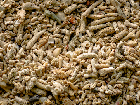 coral shells on the beach - Powered by Adobe