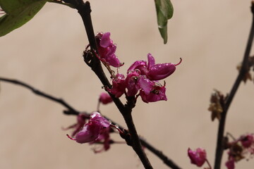 pink magnolia flowers