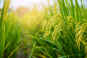 Fototapeta premium Fresh Lush green rice fields in vietnam during harvest season
