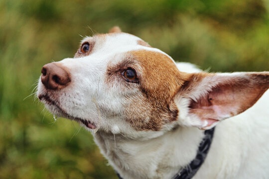 wei&szlig;er Hund, Podenco, mit braunen Flecken auf einer Wiese
