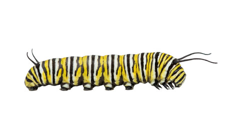 Monarch Caterpillar isolated on a, transparent background