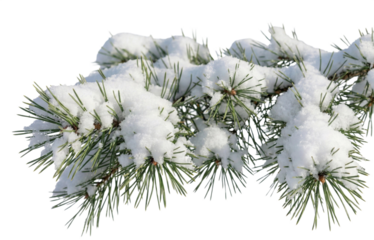 Snow-covered pine branch, transparent background