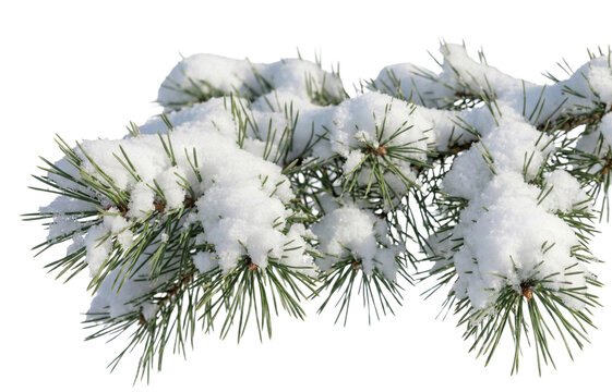 Snow-covered pine branch, transparent background