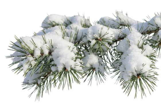 Snow-covered pine branch, transparent background - Powered by Adobe