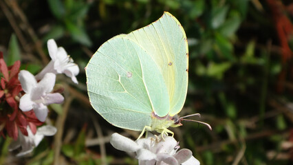 Cleopatra butterfly (Gonepteryx cleopatra), female feeding on abelia flowers
