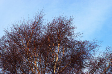 Colorful birch branches in fall