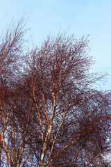 Fototapeta premium Colorful birch branches in fall