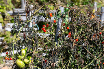 Red tomatoes in a garden at the summer end
