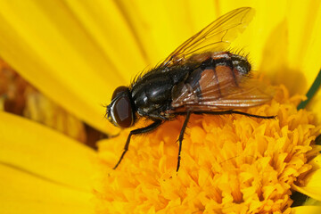Closeup on a Face fly , Musca autumnalis sitting on a yellow flower in the garden.