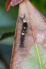 Closeup on the colorful hairy larvae caterpillar of the rusty tussock moth or vapourer, Orgyia antiqua
