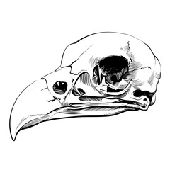 Hand drawn eagle skull, bird of prey. Great for tattoo design, biology class or halloween themes. Black and white illustration.