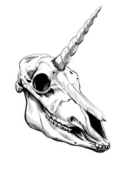 Unicorn skull. A remnant of an otherworldly realm, a mythical creature, the stuff of legends and folklore. Hand drawn engraving style illustration.