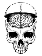a human skull with the top of the neurocranium lifted off, exposing the brain. Hand drawn engraving style illustration. 
