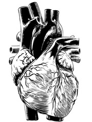 A graphic hand drawn wood cut style illustration of a human heart and main arteries and blood vessels. Cardiology and cardiovascular science. 