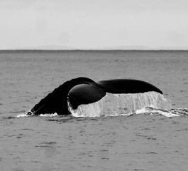 Obraz premium black whale tail