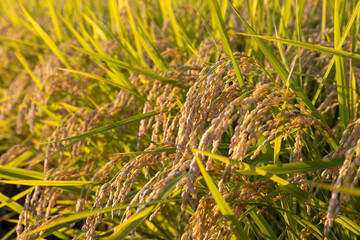 収穫期の水田 品種:つや姫