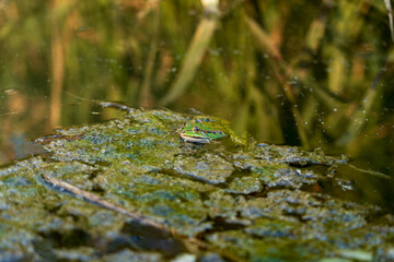 A green marsh frog is spotted on a layer of filamentous algae in a calm pond. The surrounding water reflects lush greenery, creating a serene atmosphere