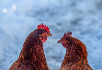 Chicken Conversations