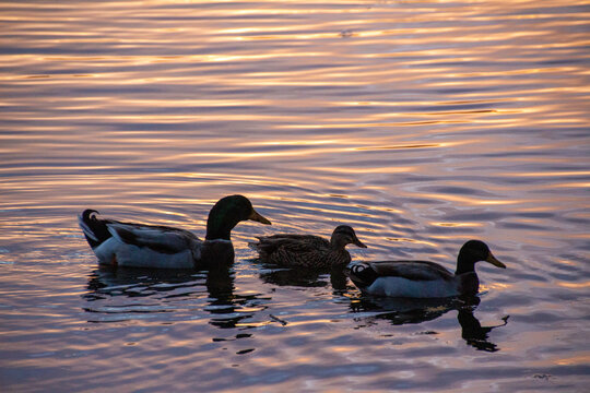 Ducks at Sunset