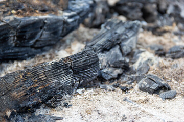 Fossilized remains of ancient trees discovered at an archaeological site in a desolate landscape