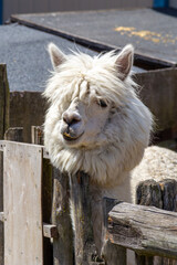 Naklejka premium Llama with fluffy white fur enjoying the sun at a farm on a beautiful afternoon