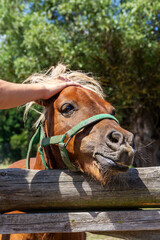 Happy pony enjoys gentle touch from a friendly hand in a sunny pasture