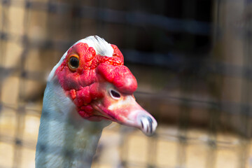 Muscovy duck with distinctive features seen through a wire fence at a local farm