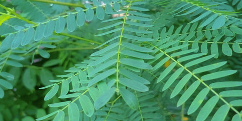 Lush Green Pinnate Leaves Close-up