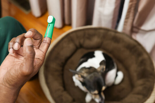 A black man  brushing dog  teeth with a brush