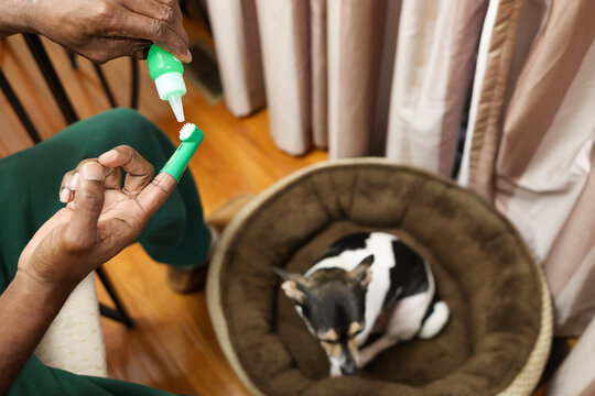 A black man  brushing dog  teeth with a brush