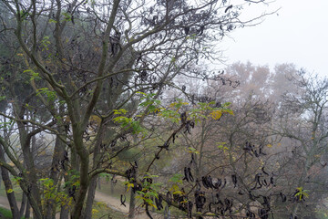 Tall Tree Forest on a Foggy Day