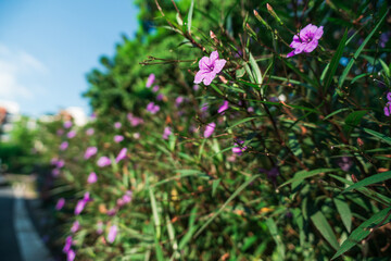 Pink flowers blooming in a colorful garden meadow,Park in Dongguan, Guangdong, China, Asia