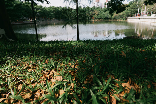 In a park in Dongguan City, Guangdong Province, China, withered leaves of winter lie scattered among the green grass of a natural lawn. - Powered by Adobe