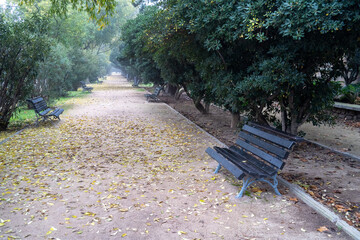 Tree-lined walk through the Jose Antonio Labordeta big Park in Zaragoza