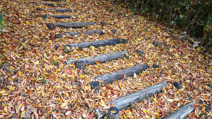 落葉に埋もれた階段