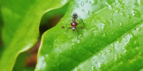 Ant on a Vibrant Green Leaf with Water Droplets