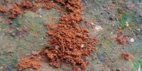 Ant house with reddish brown granular soil on textured soil